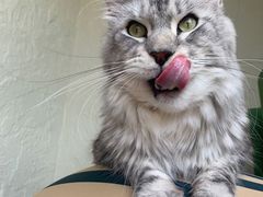 -佐罗家宠物馆·猫文化馆(紫霞路店)