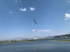 -洱海月湿地公园