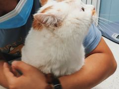-纳吉亚猫专科动物诊疗中心(蒋宅口分院)