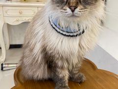 -共舞时光猫咖·狗咖(新街口店)