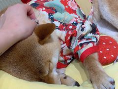 -逗柴咖啡屋·狗咖猫咖宠物桌游