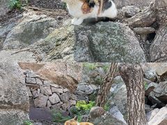 -崂山九水游览区