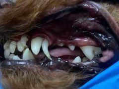 -读宠于你·约克夏比熊·睫角守宫·爬宠售卖(高新店)