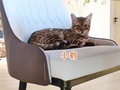 -猫腻·猫咖·撸猫馆(星光大道店)