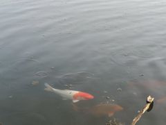 -西湖外事游船(花港观鱼码头)