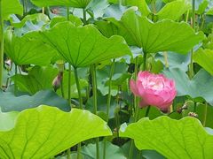 -沐仙湖湿地公园