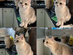 -猫宠乐园·专业洗护