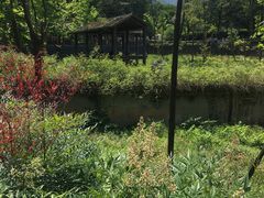 -中国大熊猫保护研究中心雅安碧峰峡基地