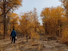 -金塔沙漠胡杨林景区