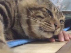 -义顺牛奶公司