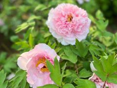 -洛阳市隋唐城遗址植物园