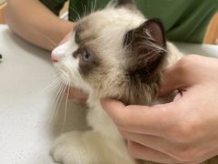 -瑞鹏宠物医院·骨科·猫科·内科(第一中心)