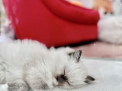 -糯米喵星人总部直营旗舰店·猫舍·幼猫出售