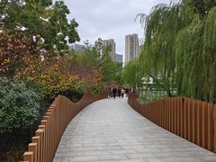 -青枫公园