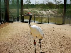 -盐城丹顶鹤湿地生态旅游区