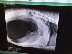 -伟伟宠物医院·CT影像中心·瑞派犬猫综合性门诊(汉口总院)