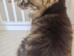 -鼓捣猫呢主题猫咖店