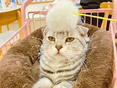 -Let's go狗咖·猫咖·奶狗·桌游(春熙路IFS店)
