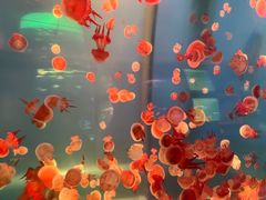 -左海海底世界