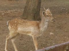 android_upload_pic-西安秦岭野生动物园