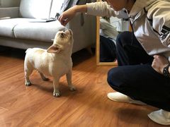 -多乐狗狗宠物训练工作室