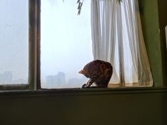 -猫猫幼稚园·撸猫·桌游·电玩