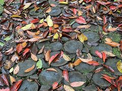 -龙苍沟森林公园