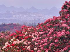 -贵州百里杜鹃风景名胜区