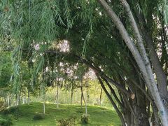 -伊犁河风景区