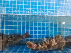 -宾朋海鲜饭庄(兴海路店)