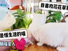 -70cat德文卷毛猫·缅因猫纯种猫舍