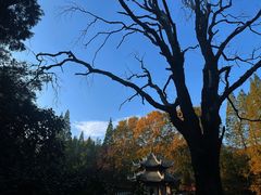 -习家池