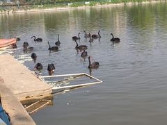 -金银湖国家城市湿地公园