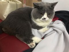 -伟伟宠物医院·瑞派猫友好医院·猫科(光谷店)
