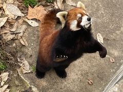 -合肥野生动物园