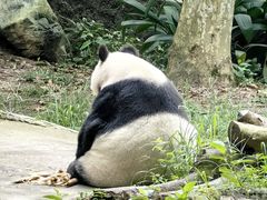 -都江堰中华大熊猫苑