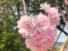 -天适樱花悠乐园