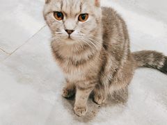-楼上猫咖(罗湖店)