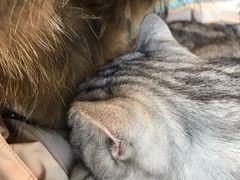 -平行世界·猫咖(首经贸店)