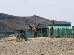 -新疆天山野生动物园