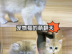 -猫十亿·布偶金渐层·曼基康矮脚猫舍(青年路店)