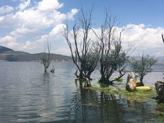 -才村湿地公园