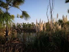 -春花秋色城市公园