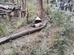 -都江堰中华大熊猫苑