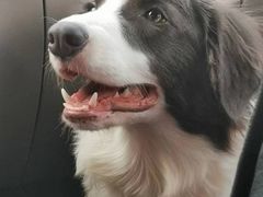 -趣玩宠物乐园寄养训犬训狗游泳池