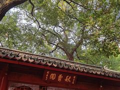 -秋霞圃