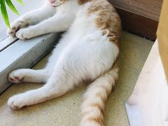 -藏猫猫咖啡主题馆(中央大道店)