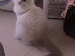 -Bastet sally猫舍购宠(静安店)