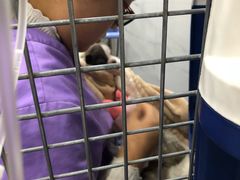 -伟伟宠物医院·CT影像中心·瑞派犬猫综合性门诊(汉口总院)