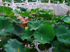 -丰台花园